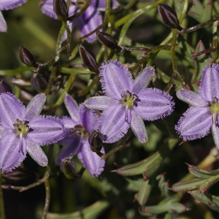 Thysanotus patersonii